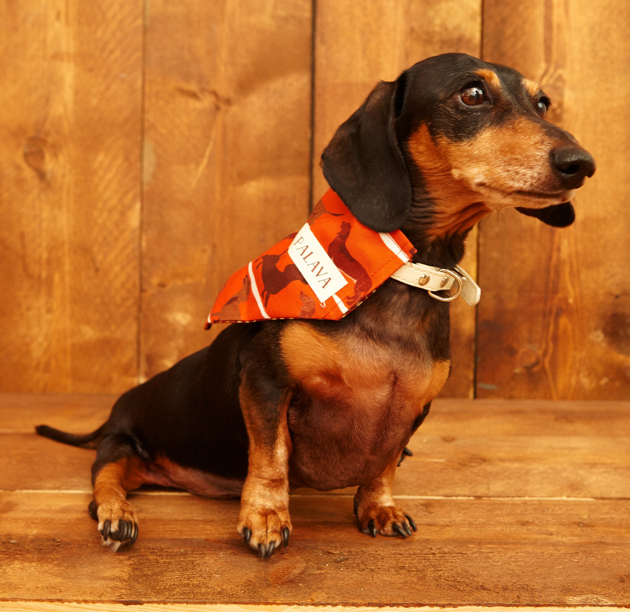 Dog Bandana - Rust Sausage Dog - Palava