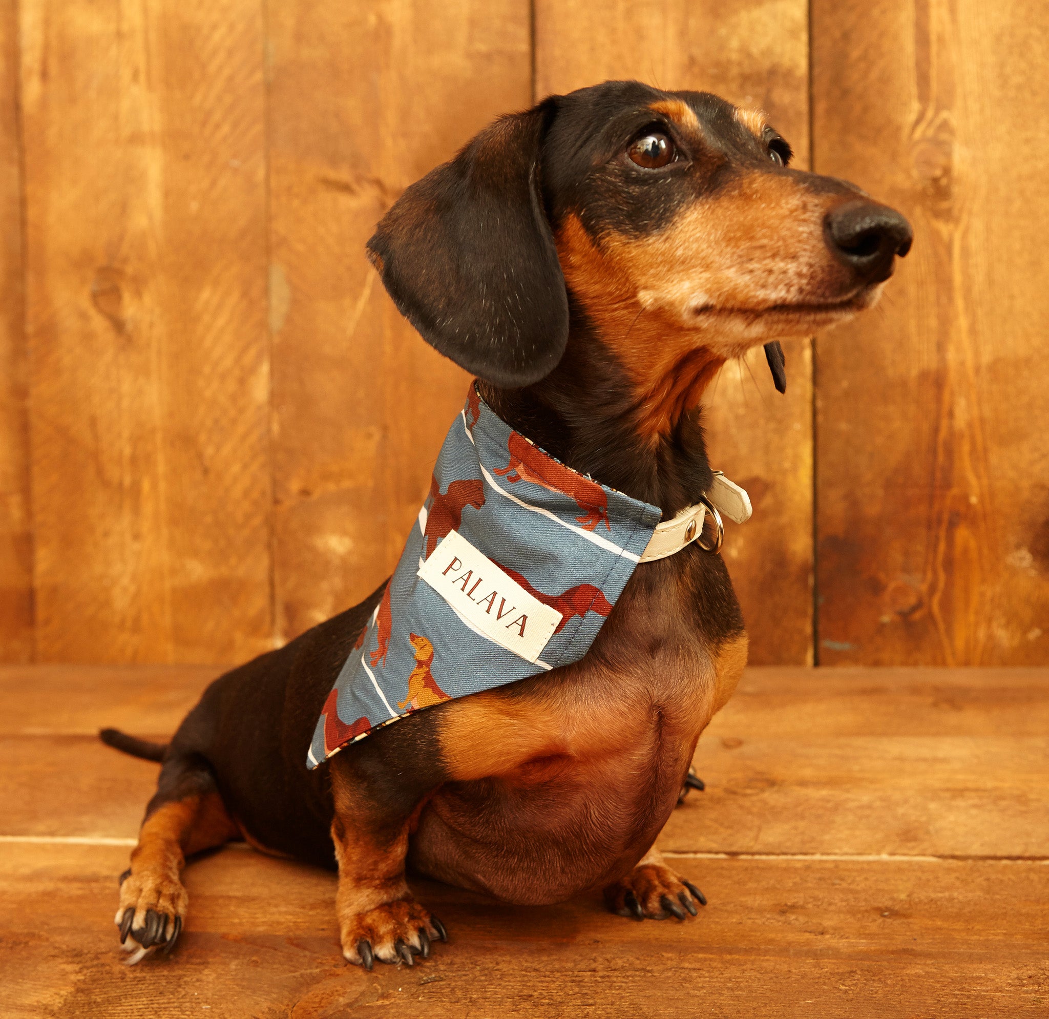 Dog Bandana - Steel Blue Sausage Dog - Palava