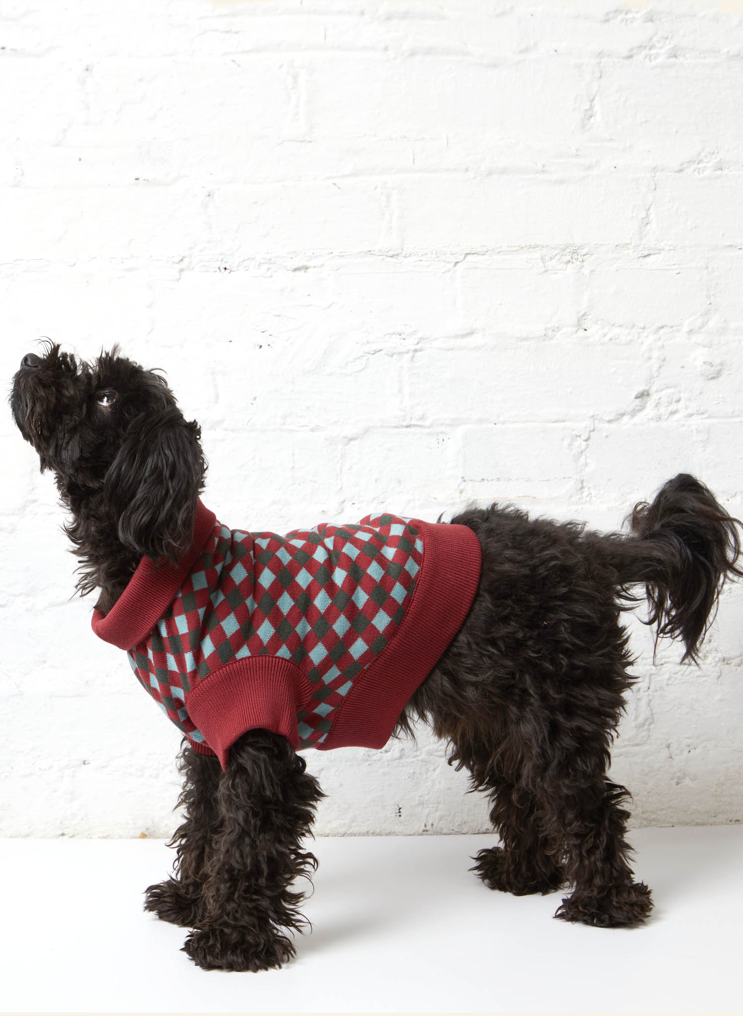 Rodney Dog Jumper - Burgundy Check